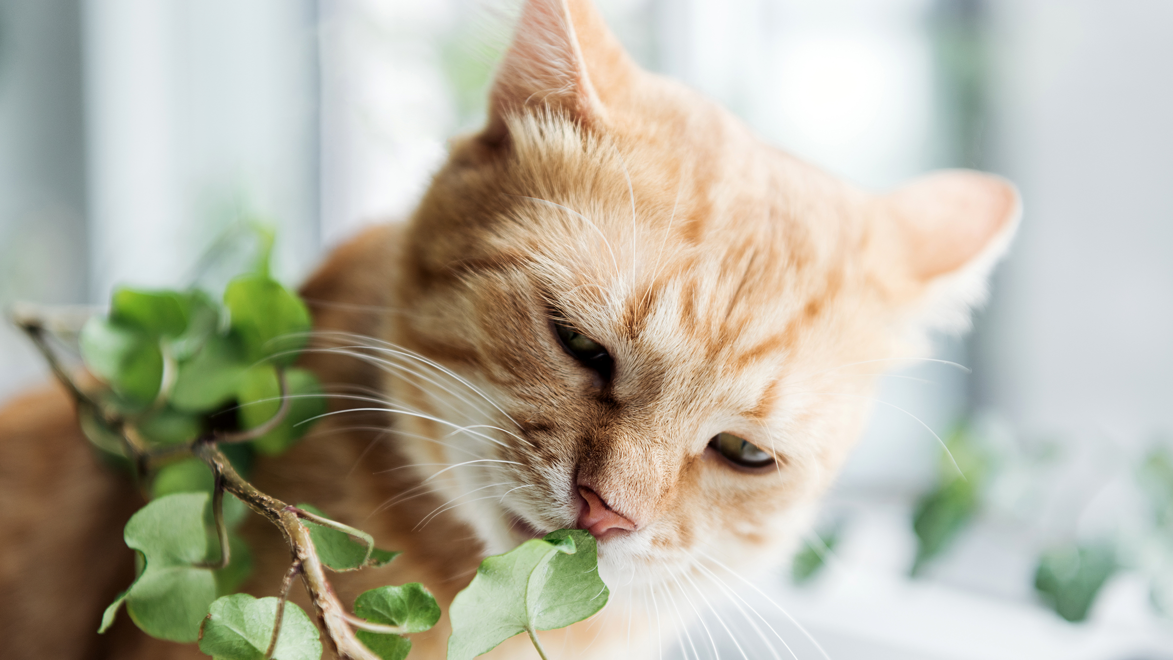 If Your Cat Won t Eat Consider These 10 Common Reasons GoodRx