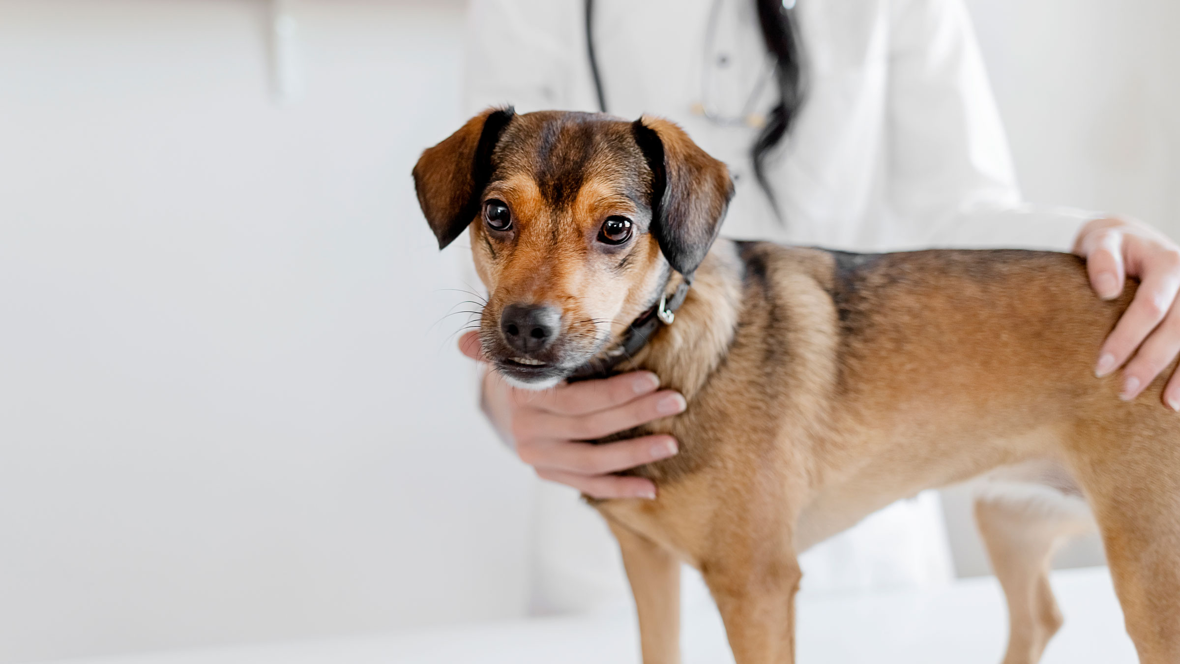 how long should a dog with kennel cough stay away from other dogs