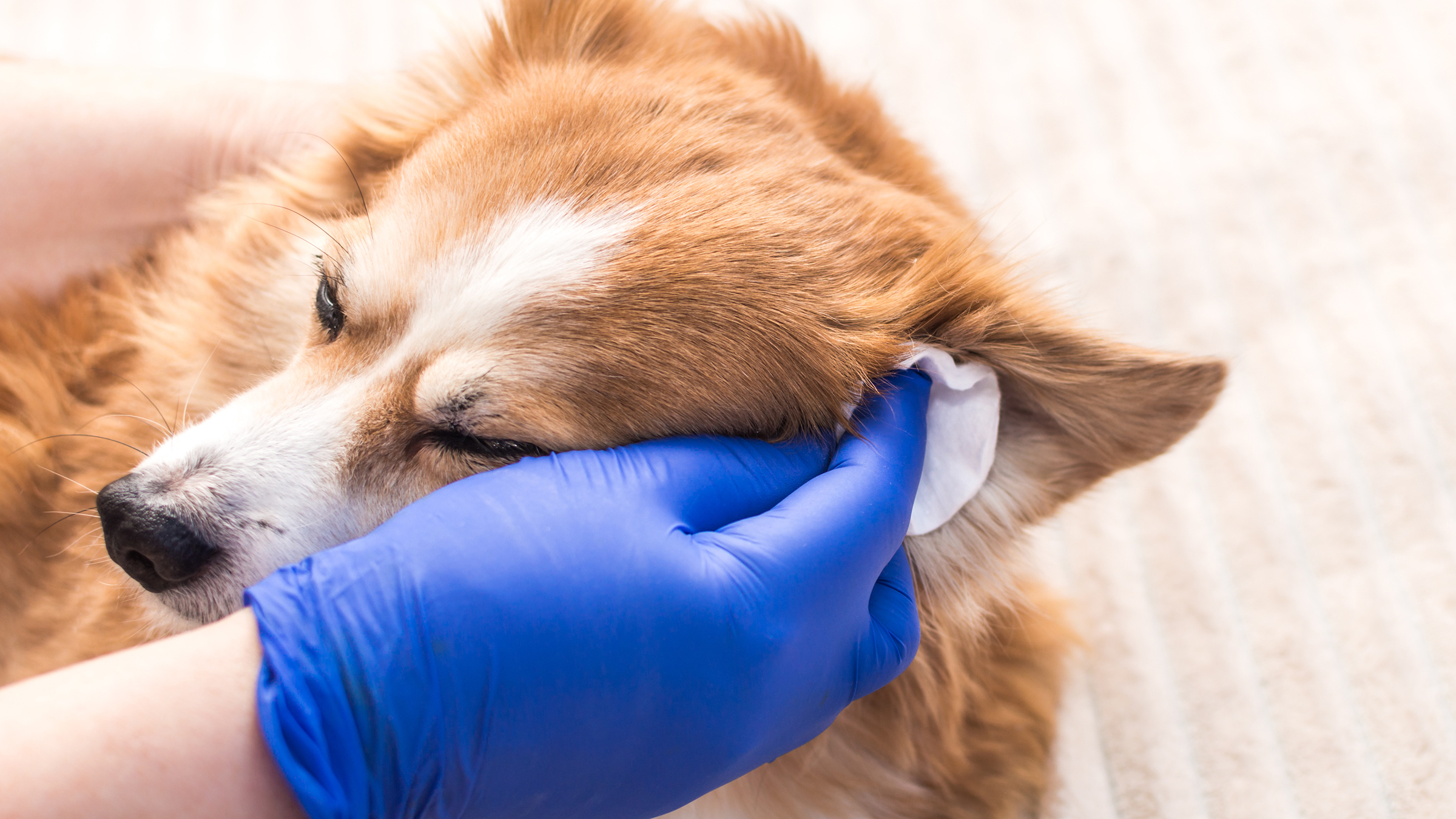 There are many types of dog skin care medications available on the market today. Some common types of medications are flea and tick products, shampoos and conditioners, and anti-inflammatory medications.