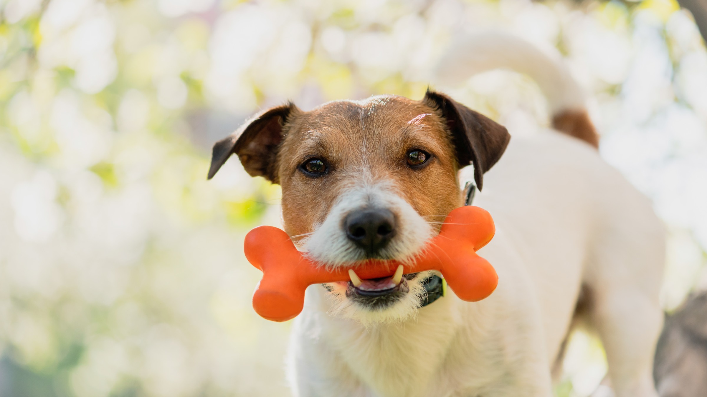 What Is Pica In Dogs? Causes, Symptoms, & Treatment GoodRx