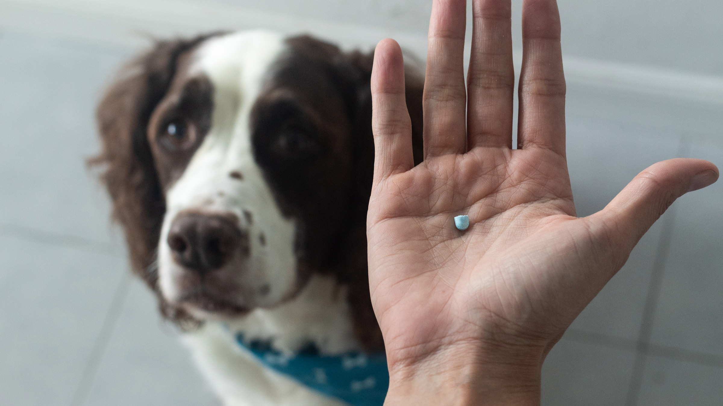 can i give my dog cetirizine hydrochloride for itching