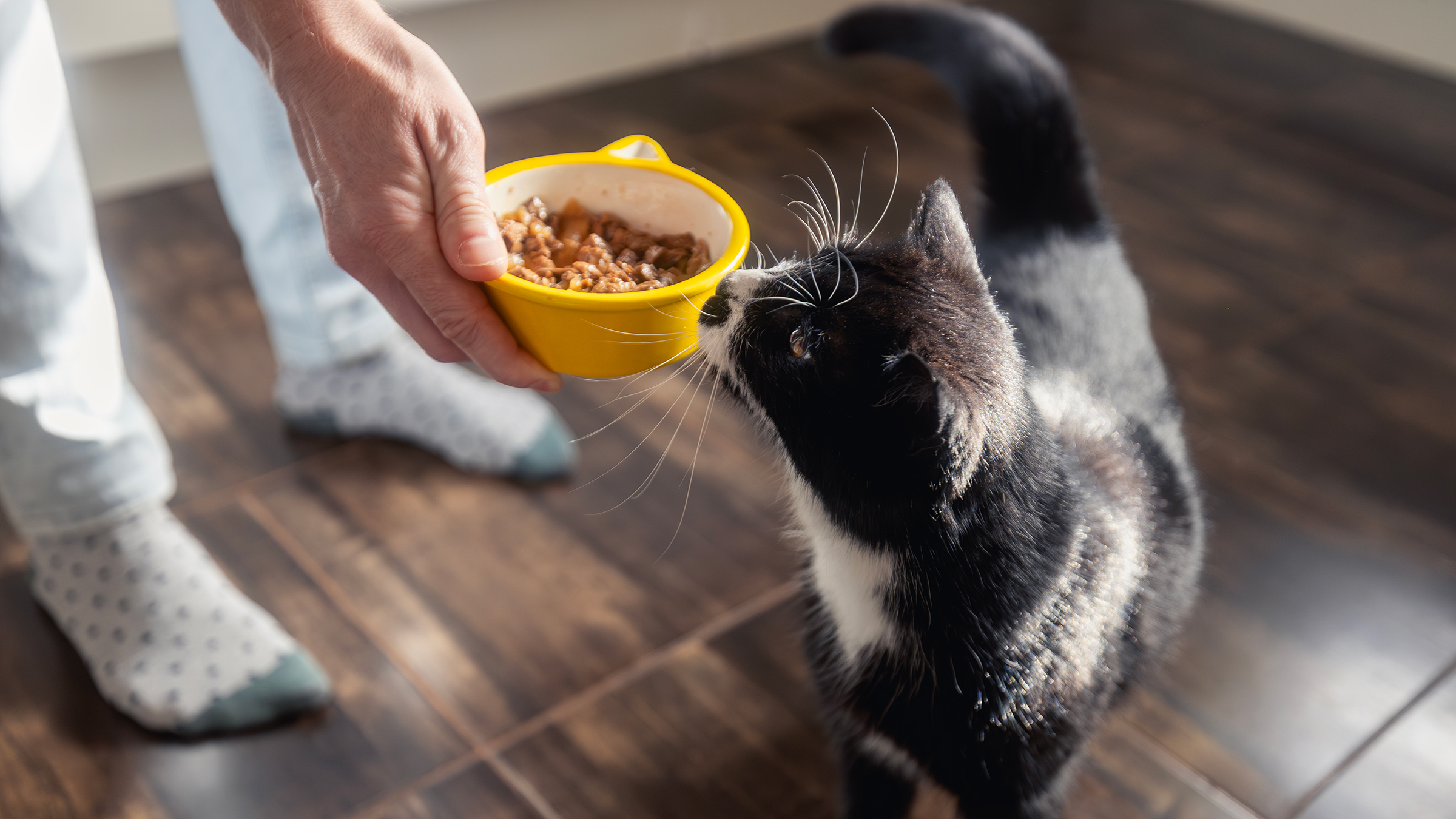 Pet Food Recalls for Dogs and Cats: A Live Updated List - GoodRx
