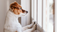 How To Deal With Pet Separation Anxiety In Dogs and Cats GoodRx