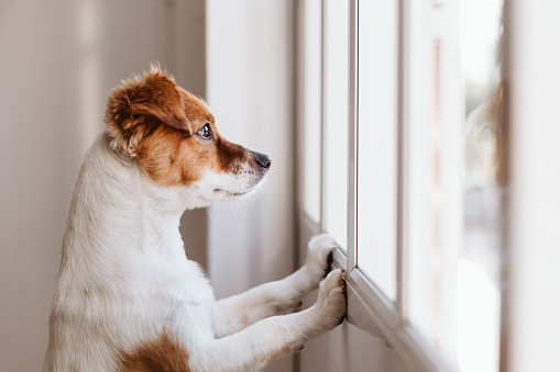 How to Treat Pet Separation Anxiety As COVID19 Lockdown