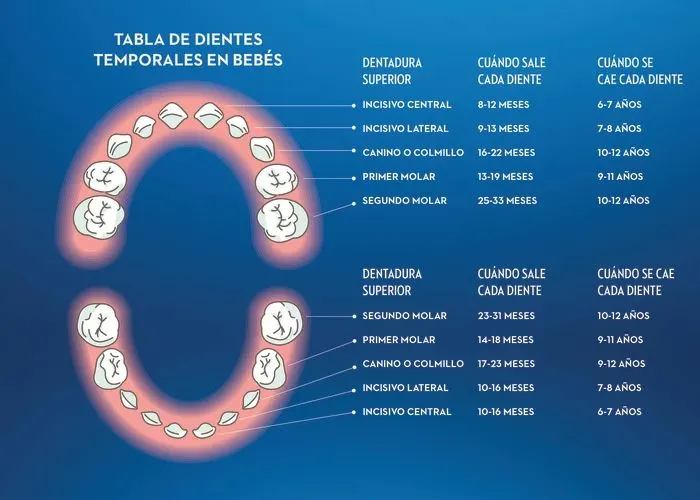 tabla de dientes temporales en bebes