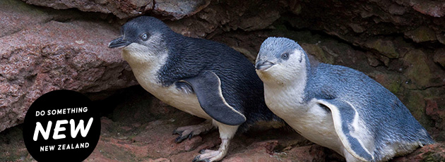 Get a family pass and enjoy a nature safari to the Wildside of Banks peninsula