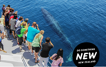 Save $111 with an Auckland Whale & Dolphin Safari family pass