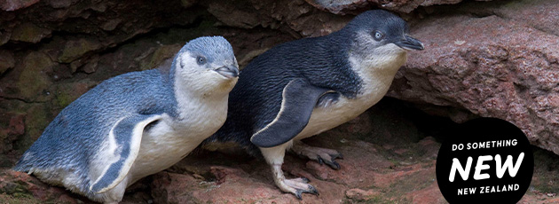 Kids stay and tour for free at Pohatu Penguins