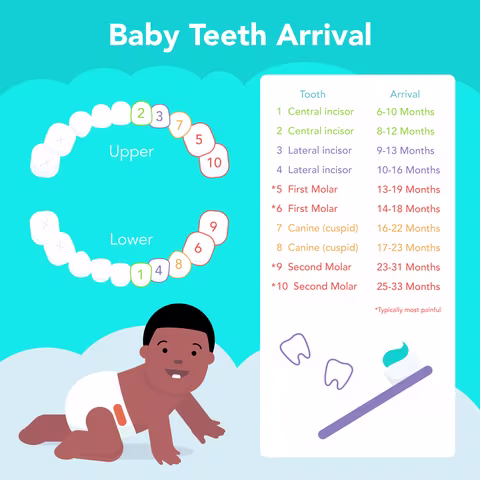 Baby teeth eruption chart showing age range when each tooth erupts
