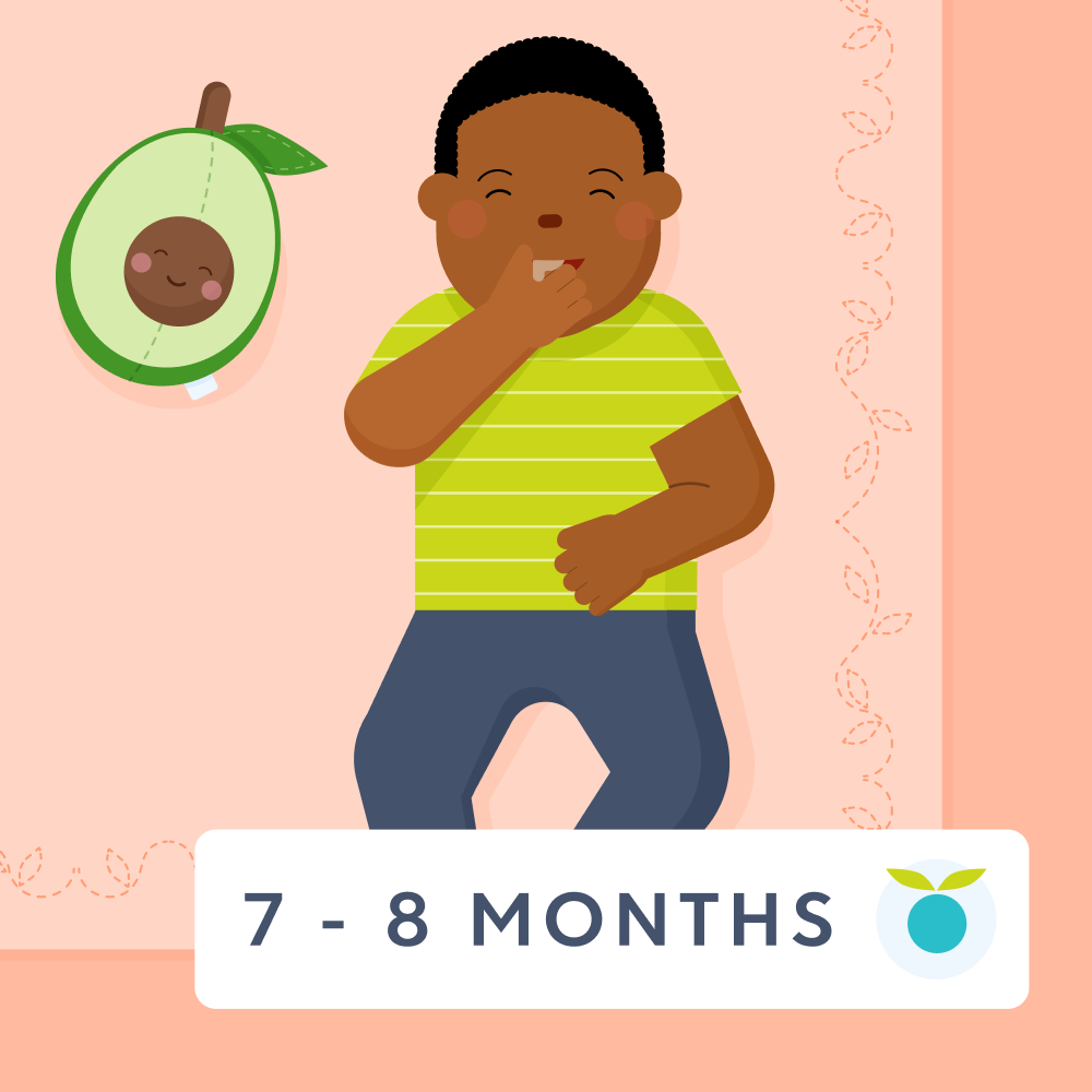 7 - 8 month old baby feeding schedule