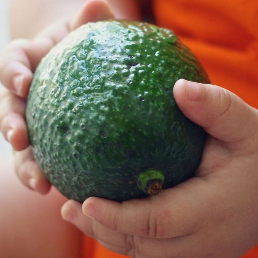 Close-up of baby hands holding whole avocado