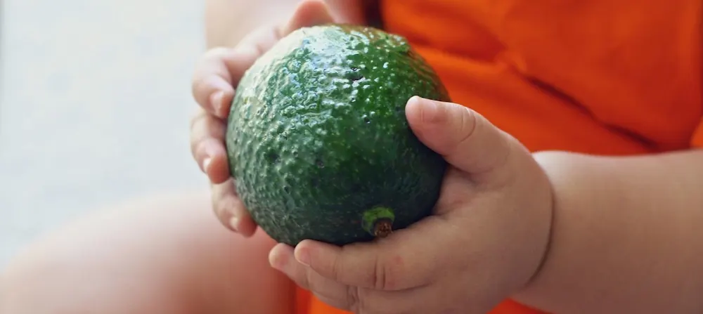 Close-up of baby hands holding whole avocado