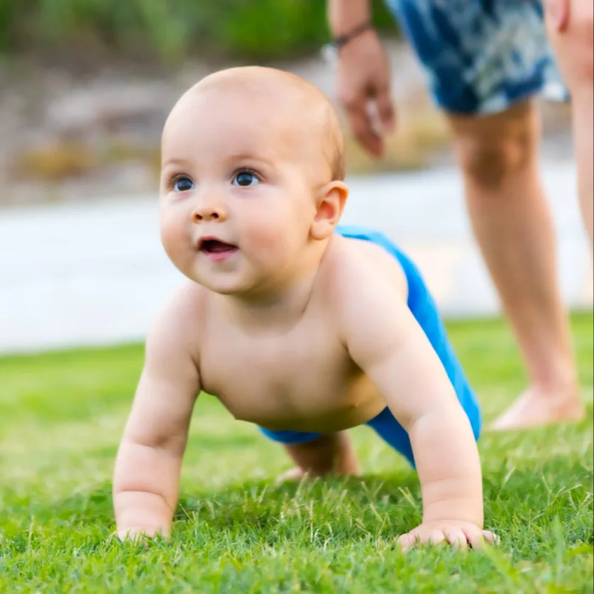 A baby bear crawling.