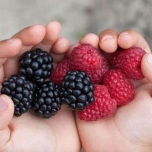Berries in toddler hands