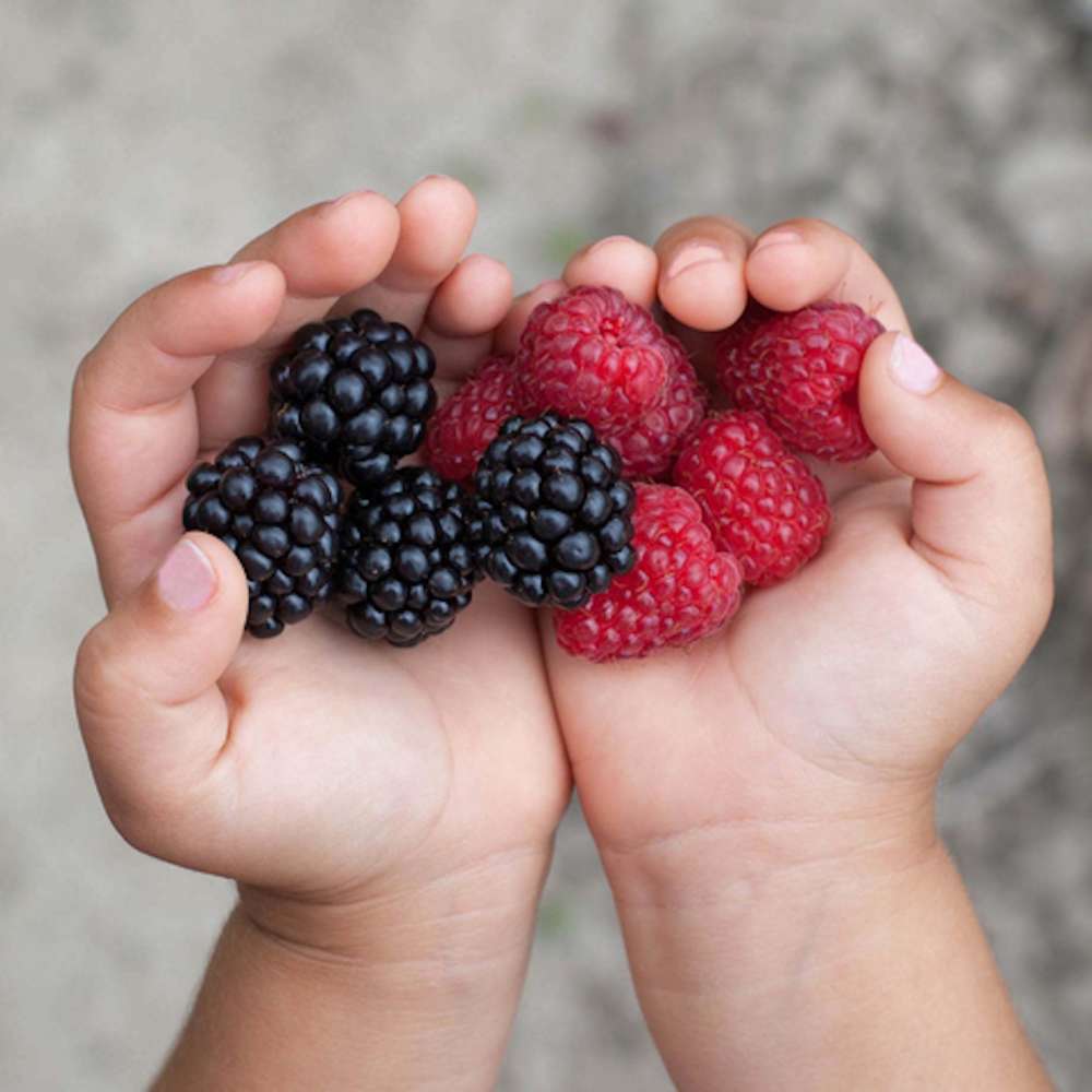Berries in toddler hands