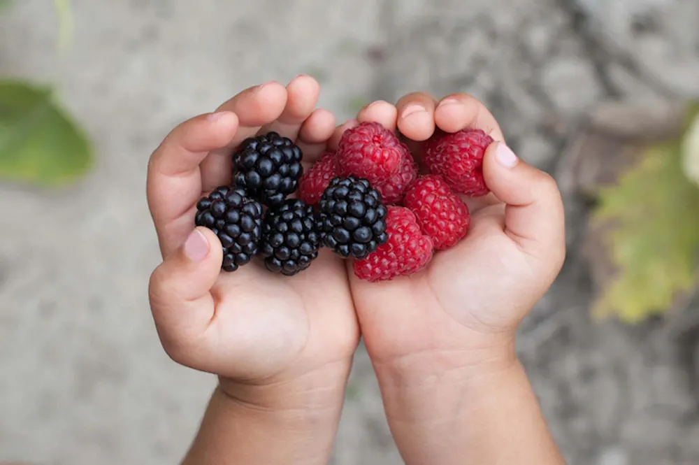 Berries in toddler hands