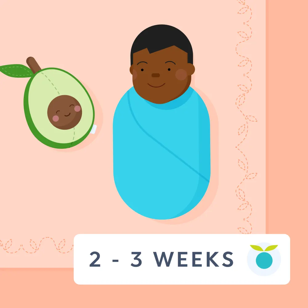 2 - 3 week feeding
