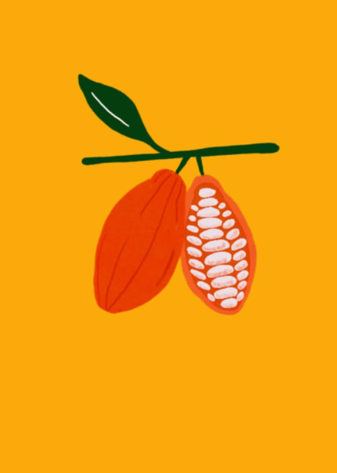 an illustration of cocoa pods