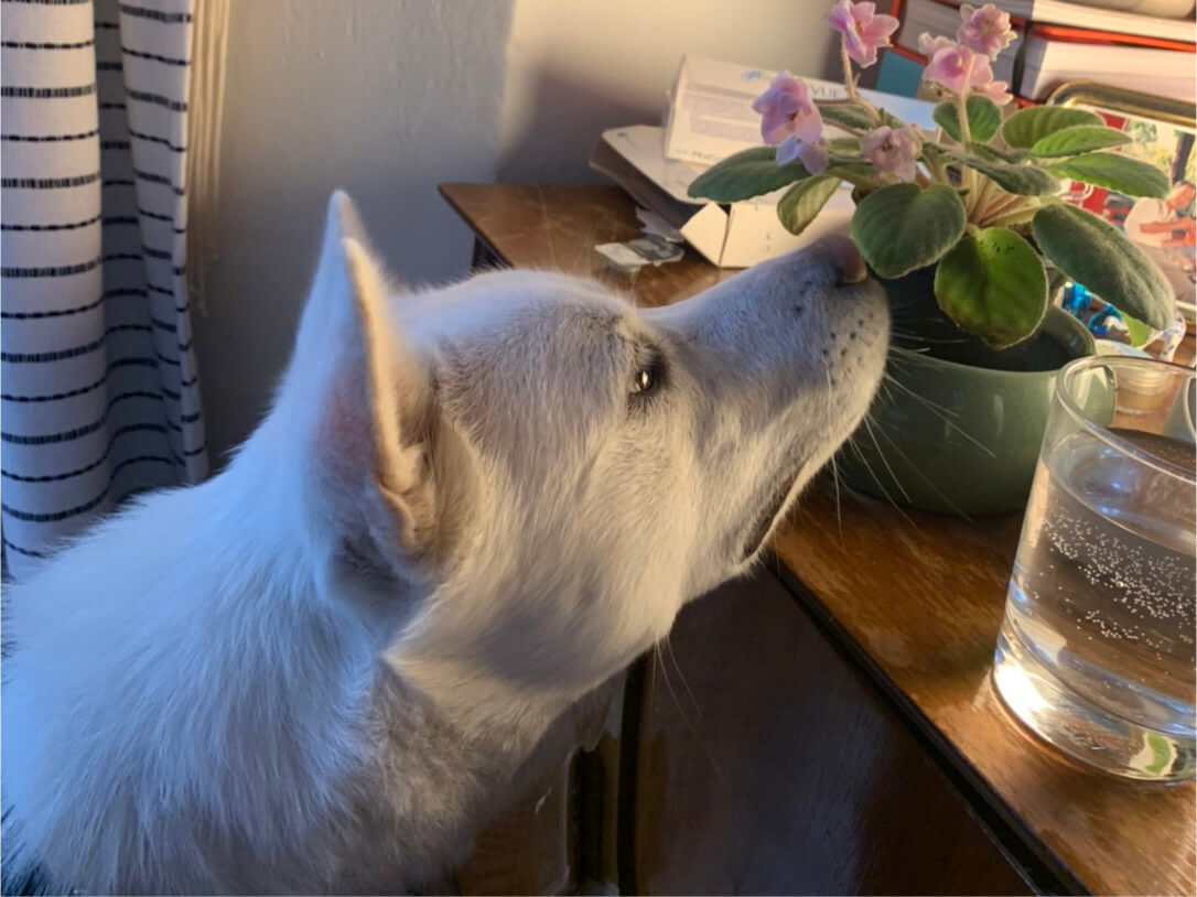 a white Jindo dog sniffing a flower