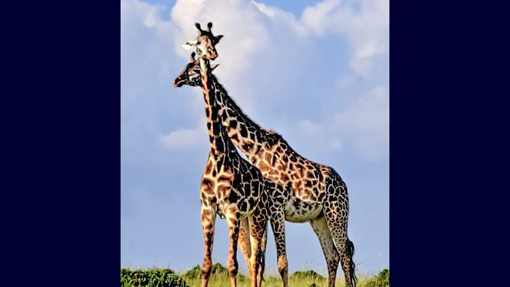 David O’Neil took photos of animals during his safari trip in Kenya after sleeping well with Inspire® therapy and having more energy to enjoy his day.