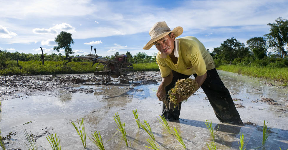 A rice farmer harvests his rice fields