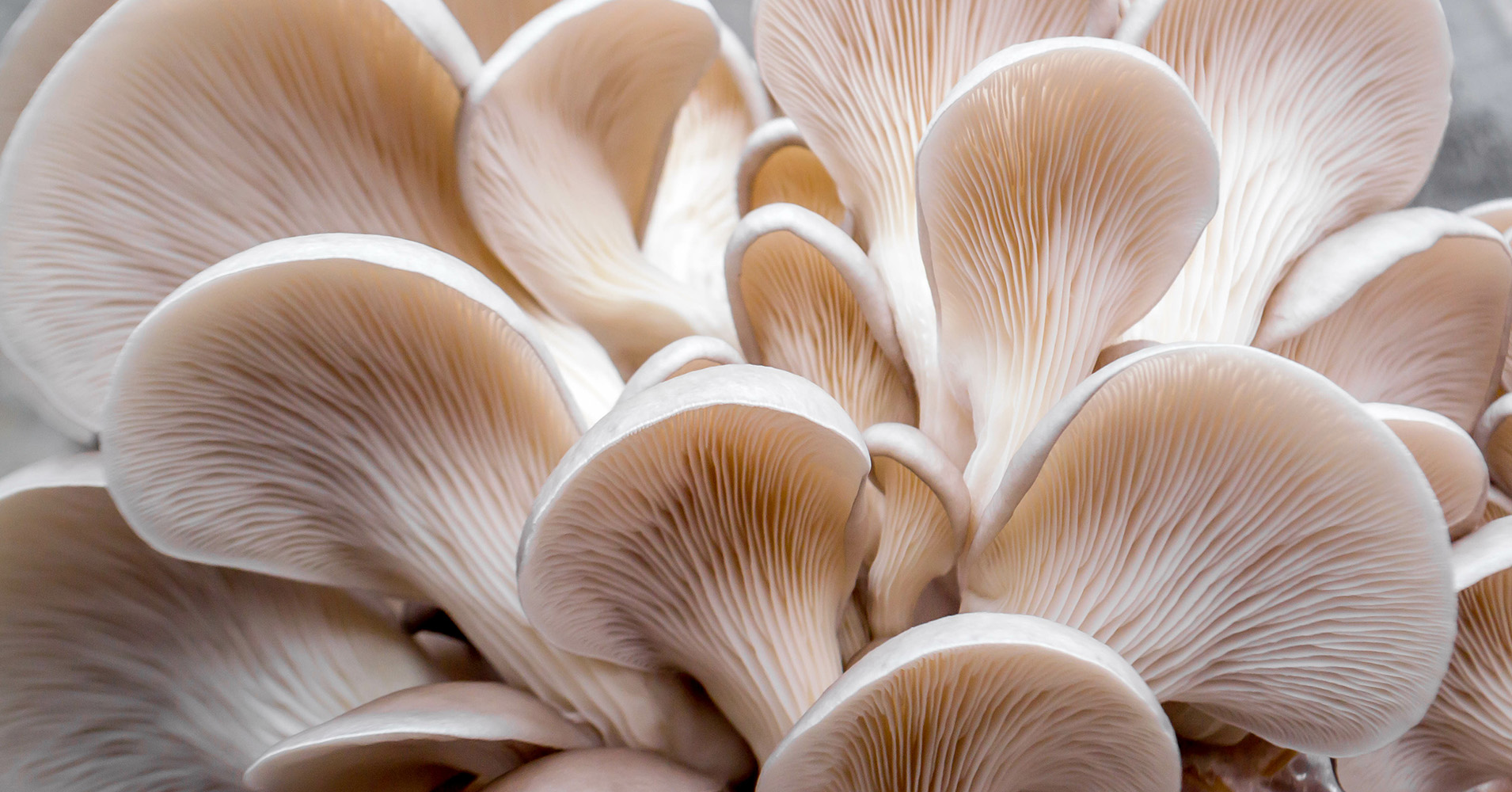 Underside view of veil of white oyster mushrooms