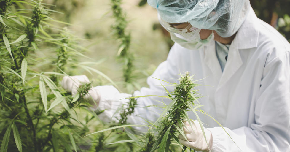Scientist wearing white protective clothing, white gloves and a blue hairnet checks hemp plants and cannabis flowers in a greenhouse