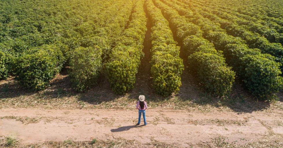 A panoramic view of field on a farm with produce growing looking at the back of a female farmer standing with her hands on her hips. She looks out over her field. 