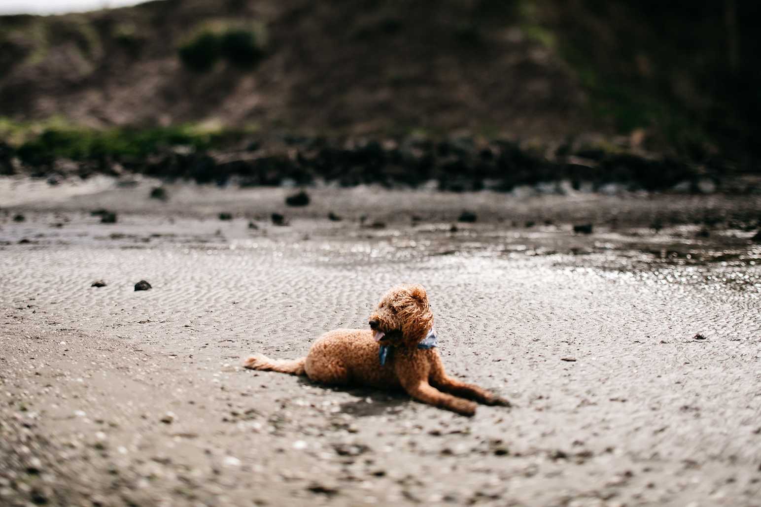 doggo-for-hire-cover