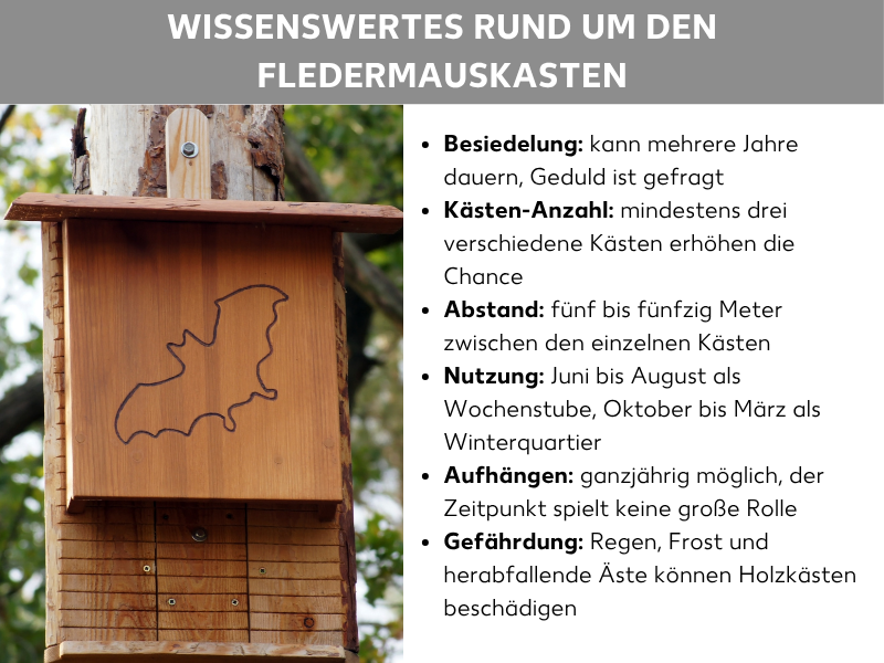 Infografik: Wissenswertes rund um den Fledermauskasten: Die Liste umfasst sechs Punkte: 1. Besiedelung: Kann mehrere Jahre dauern, Geduld ist gefragt. 2. Kästen-Anzahl: Mindestens drei verschiedene Kästen erhöhen die Chance. 3. Abstand: Fünf bis fünfzig Meter zwischen den einzelnen Kästen. 4. Nutzung: Juni bis August als Wochenstube, Oktober bis März als Winterquartier. 5. Aufhängen: Ganzjährig möglich, der Zeitpunkt spielt keine große Rolle. 6. Gefährdung: Regen, Frost und herabfallende Äste können Holzkästen beschädigen.