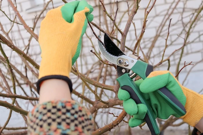 Person mit Gartenhandschuhen schneidet mit einer Heckenschere einen dornigen Ast.