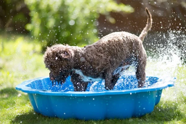 Schmuckbild: Hund plantscht in Kinderpool im Garten.