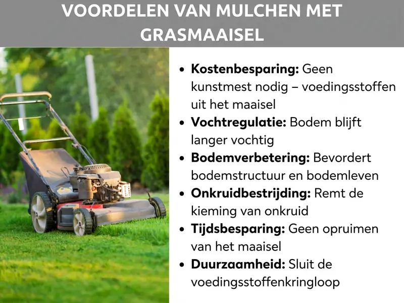 Infographic: Voordelen van mulchen met grasmaaisel. Zes voordelen: 1. Kostenbesparing: geen kunstmest nodig – voedingsstoffen uit het maaisel. 2. Vochtregulering: de bodem blijft langer vochtig. 3. Bodemverbetering: bevordert de bodemstructuur en het bodemleven. 4. Onkruidonderdrukking: remt de kieming van onkruid. 5. Tijdsbesparing: geen maaisel verzamelen. 6. Duurzaamheid: sluit de voedingsstoffenkringloop.