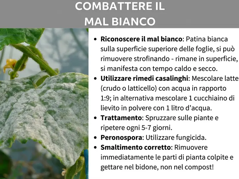 Infografica: „Combattere il mal bianco” – Un’infografica con barra del titolo grigia e sfondo bianco. A sinistra si vede una foto di foglie fortemente colpite dal mal bianco, con il caratteristico rivestimento bianco e polverulento. A destra sono elencati cinque punti chiave: „Riconoscere il mal bianco”: rivestimento bianco sulla parte superiore delle foglie, si rimuove strofinando, resta in superficie, compare con tempo caldo e secco. „Usare rimedi casalinghi”: mescolare latte (latte crudo o latticello) con acqua in rapporto 1 oppure, in alternativa, 1 cucchiaino di bicarbonato di sodio con 1 litro d'acqua. „Trattamento”: spruzzare sulle piante e ripetere ogni 5-7 giorni. „Peronospora”: utilizzare un fungicida. „Smaltimento corretto”: rimuovere subito le parti colpite e gettarle nel bidone dei rifiuti, non nel compost.