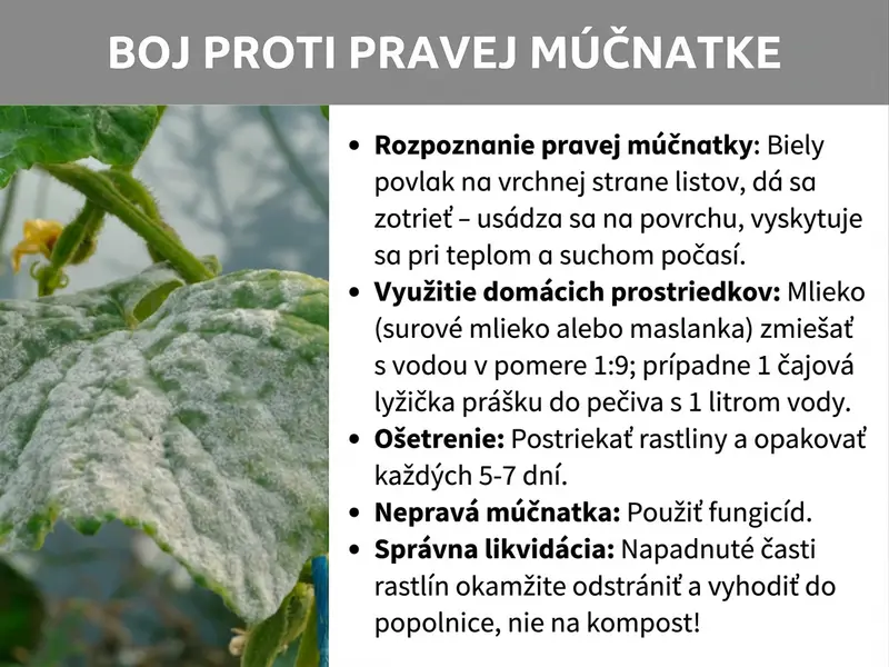 Infografika: „Ako sa zbaviť múčnatky" – infografika so sivým titulným pruhom a bielym pozadím. Vľavo je fotografia listov rastlín silno napadnutých pravou múčnatkou s charakteristickým bielym práškovitým povlakom. Vpravo je uvedených päť bodov: „Rozpoznanie pravej múčnatky" – biely povlak na vrchnej strane listov, dá sa zotrieť, je povrchový a objavuje sa pri teplom a suchom počasí. „Domáce prostriedky" – zmiešajte mlieko (čerstvé alebo cmar) s vodou v pomere 1 : 9 alebo alternatívne jednu čajovú lyžičku sódy bikarbóny s jedným litrom vody. „Ošetrenie" – postriekajte rastliny a postup opakujte každých päť až sedem dní. „Nepravá múčnatka" – použite fungicíd. „Správna likvidácia" – napadnuté časti rastlín ihneď odstráňte a vyhoďte do odpadu, nie na kompost.