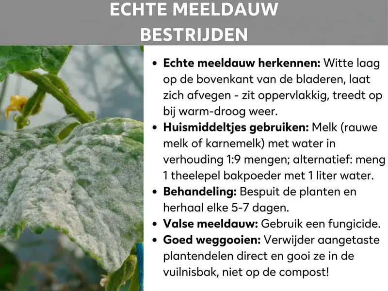 Infographic: "Echte meeldauw bestrijden" – Een infographic met een grijze titelbalk en een witte achtergrond. Links is een foto te zien van plantenbladeren die zwaar zijn aangetast door echte meeldauw, met een karakteristieke witte, poederachtige aanslag. Rechts staan vijf aandachtspunten: "Echte meeldauw herkennen" – witte aanslag op de bovenkant van de bladeren, laat zich afvegen, zit oppervlakkig en treedt op bij warm-droog weer. "Huismiddelen gebruiken" – melk (rauwe melk of karnemelk) mengen met water in de verhouding 1, of als alternatief 1 tl bakpoeder mengen met 1 liter water. "Behandeling" – planten besproeien en elke 5–7 dagen herhalen. "Valse meeldauw" – fungicide gebruiken. "Correct afvoeren" – aangetaste plantendelen direct verwijderen en in de afvalbak gooien, niet op de composthoop.