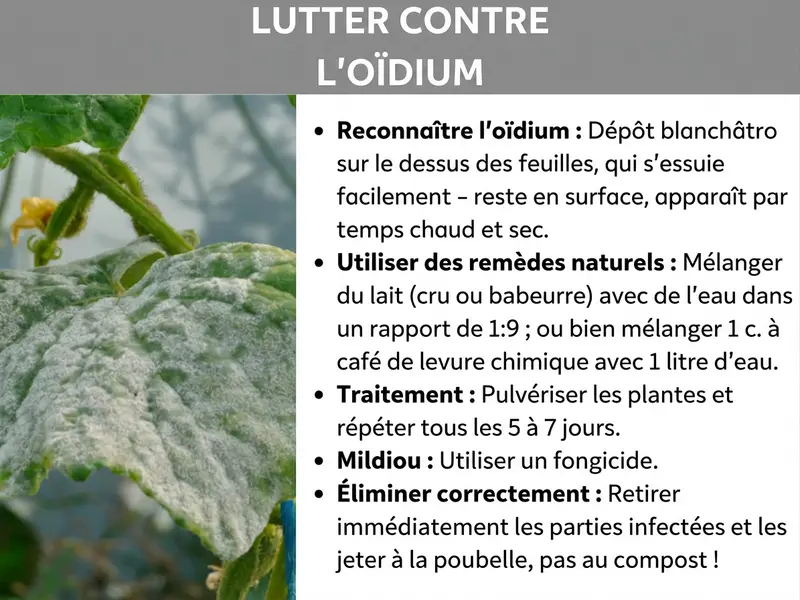 Infographie intitulée « Lutter contre le vrai mildiou ». À gauche, une photo de feuilles atteintes par le vrai mildiou, avec son dépôt blanc poudreux. À droite, cinq conseils : 1. Reconnaître le vrai mildiou (dépôt blanc sur la face supérieure des feuilles, s'enlève au toucher, apparaît par temps chaud et sec). 2. Utiliser des remèdes maison (mélange lait/eau en proportion 1 pour 9, ou une cuillère à café de bicarbonate de soude dans 1 L d'eau). 3. Application (pulvériser la solution et répéter tous les 5 à 7 jours). 4. Faux mildiou (utiliser un fongicide). 5. Élimination (jeter les parties infectées à la poubelle, jamais au compost).