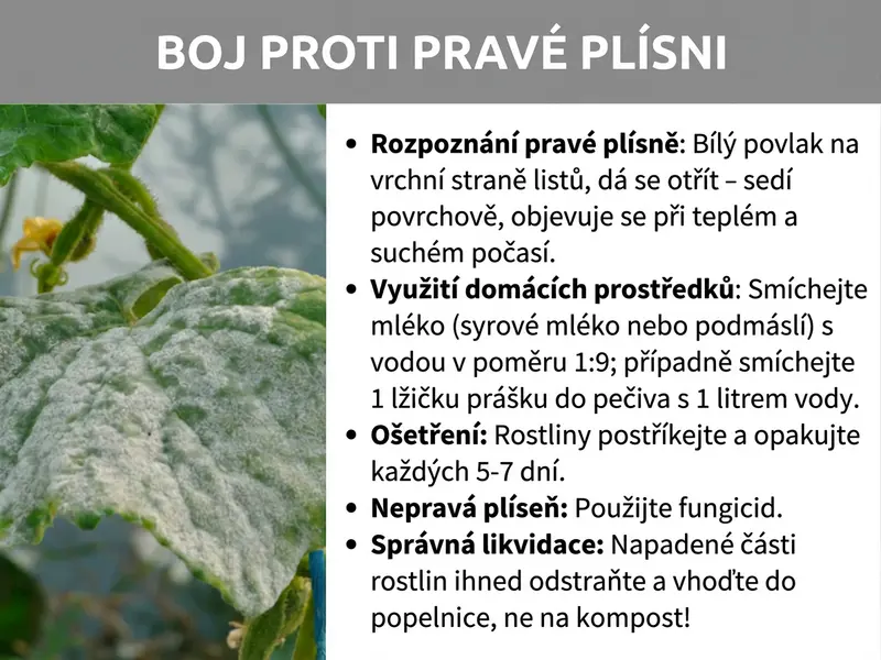 Infografika s postupem, jak se zbavit pravého padlí pomocí domácích prostředků.