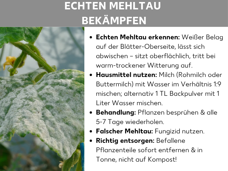 Infografik: „Echten Mehltau bekämpfen" – Eine Infografik mit grauem Titelbalken und weißem Hintergrund. Links ist ein Foto von stark mit echtem Mehltau befallenen Pflanzenblättern zu sehen, die einen charakteristischen weißen, pudrigen Belag aufweisen. Rechts sind fünf Stichpunkte aufgeführt: „Echten Mehltau erkennen" – weißer Belag auf der Blätter-Oberseite, lässt sich abwischen, sitzt oberflächlich und tritt bei warm-trockener Witterung auf. „Hausmittel nutzen" – Milch (Rohmilch oder Buttermilch) mit Wasser im Verhältnis 1 mischen oder alternativ 1 TL Backpulver mit 1 Liter Wasser mischen. „Behandlung" – Pflanzen besprühen und alle 5–7 Tage wiederholen. „Falscher Mehltau" – Fungizid nutzen. „Richtig entsorgen" – befallene Pflanzenteile sofort entfernen und in die Tonne, nicht auf den Kompost.