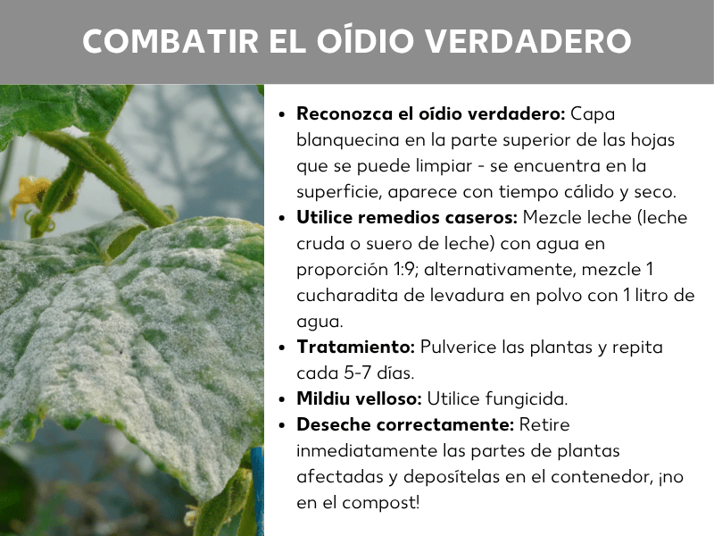 Infografía: «Combatir el mildiu polvoriento» – Infografía con barra de título gris y fondo blanco. A la izquierda se muestra una fotografía de hojas de planta muy afectadas por mildiu polvoriento, con el característico depósito blanco y polvoriento. A la derecha aparecen cinco puntos clave: «Reconocer el mildiu polvoriento»: capa blanca en la parte superior de las hojas, se retira al frotar, es superficial y aparece con tiempo cálido y seco. «Usar remedios caseros»: mezclar leche (leche cruda o suero de leche) con agua en proporción 1 o, alternativamente, 1 cucharadita de levadura química con 1 litro de agua. «Tratamiento»: pulverizar las plantas y repetir cada 5-7 días. «Mildiu velloso»: utilizar un fungicida. «Desechar correctamente»: retirar inmediatamente las partes afectadas y tirarlas al contenedor, no al compost.