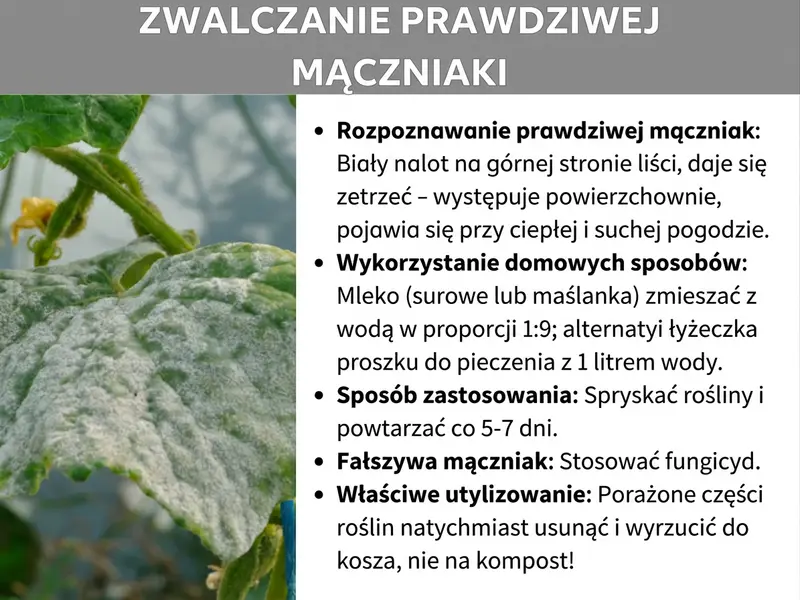 Infografika podsumowująca metody zwalczania mączniaka prawdziwego: rozpoznawanie objawów, domowe sposoby na oprysk, instrukcja stosowania oraz prawidłowa utylizacja chorych części roślin.