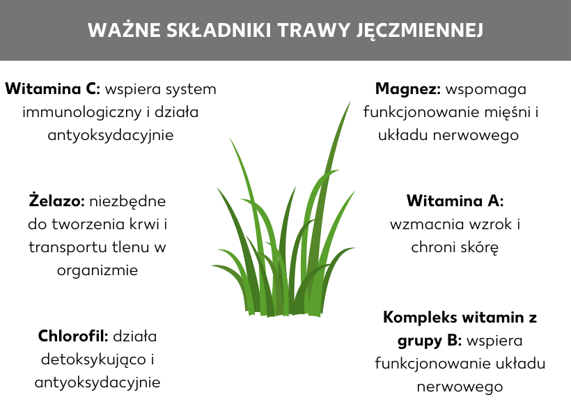 Infografika: Ważne składniki trawy jęczmiennej: W środku ilustracja przedstawiająca trawę jęczmienną, obok następujące punkty: Witamina C: wspiera układ odpornościowy i działa antyoksydacyjnie, Żelazo: ważne dla procesów krwiotwórczych i zaopatrzenia organizmu w tlen, Chlorofil: ma działanie detoksykacyjne i antyoksydacyjne, Magnez: wspomaga funkcjonowanie mięśni i układu nerwowego, Witamina A: wzmacnia wzrok i chroni skórę, Kompleks witamin z grupy B: wspomaga funkcjonowanie układu nerwowego