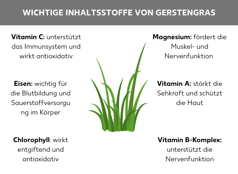 Infografik: Wichtige Inhaltsstoffe von Gerstengras: In der Mitte der Abbildung ist eine Grafik von Gerstengras zu sehen, daneben stehen folgende Listenpunkte: Vitamin C: unterstützt das Immunsystem und wirkt antioxidativ, Eisen: wichtig für die Blutbildung und Sauerstoffversorgung im Körper, Chlorophyll: wirkt entgiftend und antioxidativ, Magnesium: fördert die Muskel- und Nervenfunktion, Vitamin A: stärkt die Sehkraft und schützt die Haut, Vitamin B-Komplex: unterstützt die Nervenfunktion