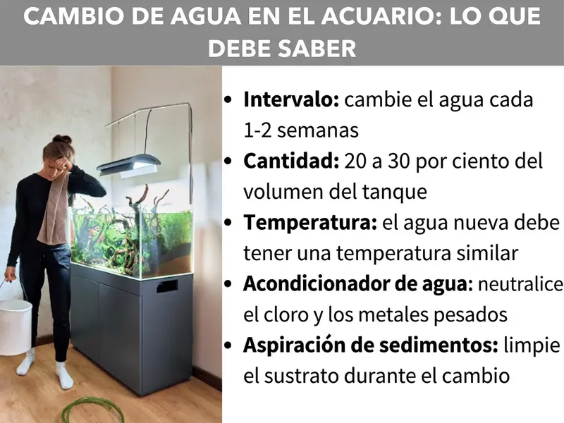 Infografía: cambio de agua en el acuario de un vistazo. El gráfico muestra cinco puntos: 1. Intervalo: cambiar el agua cada una o dos semanas. 2. Cantidad: renovar entre el 20 y el 30 % del volumen del acuario. 3. Temperatura: el agua nueva debe tener una temperatura similar a la del acuario. 4. Acondicionador de agua: neutralizar el cloro y los metales pesados antes de verter el agua. 5. Sifonado del fondo: limpiar el sustrato durante el cambio de agua.