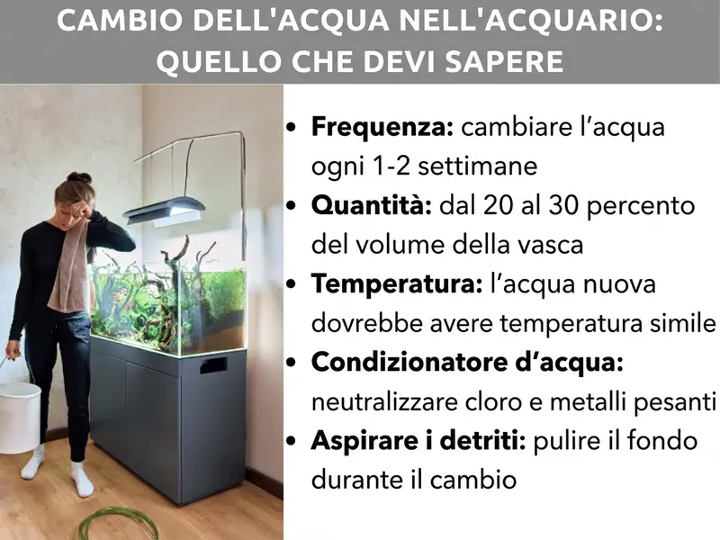 Infografica: il cambio dell’acqua nell’acquario in sintesi. La grafica illustra cinque punti: 1. Frequenza: cambiare l’acqua ogni una o due settimane. 2. Quantità: sostituire dal 20% al 30% del volume della vasca. 3. Temperatura: l’acqua nuova deve avere una temperatura simile a quella della vasca. 4. Biocondizionatore: neutralizzare cloro e metalli pesanti prima di versare l’acqua. 5. Aspirare il fondo: pulire il fondale durante il cambio dell’acqua.