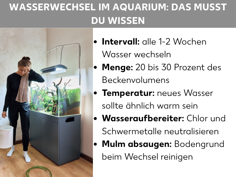 Infografik: Wasserwechsel im Aquarium auf einen Blick. Die Grafik zeigt fünf Punkte: 1. Intervall: Alle ein bis zwei Wochen Wasser wechseln. 2. Menge: 20 bis 30 Prozent des Beckenvolumens austauschen. 3. Temperatur: Neues Wasser sollte ähnlich warm sein wie das Beckenwasser. 4. Wasseraufbereiter: Chlor und Schwermetalle vor dem Einfüllen neutralisieren. 5. Mulm absaugen: Bodengrund beim Wasserwechsel mitreinigen.