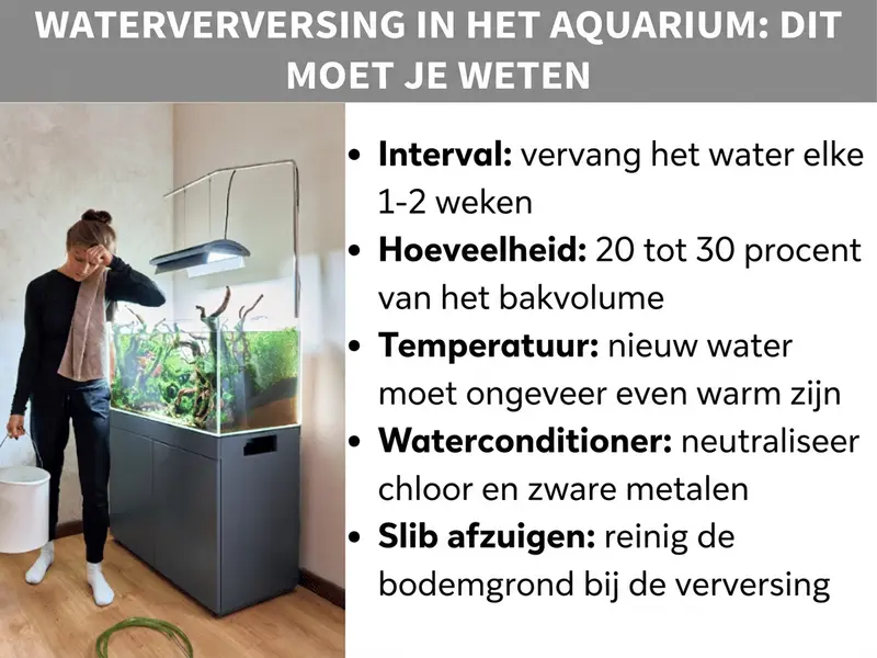 Infographic: Water verversen in het aquarium in een oogopslag. De afbeelding toont vijf punten: 1. Interval: elke een tot twee weken water verversen. 2. Hoeveelheid: 20 tot 30 procent van het bakvolume wisselen. 3. Temperatuur: nieuw water moet ongeveer even warm zijn als het bakwater. 4. Waterconditioner: chloor en zware metalen neutraliseren voor het bijvullen. 5. Mulm opzuigen: bodem mee schoonmaken tijdens de waterwissel.