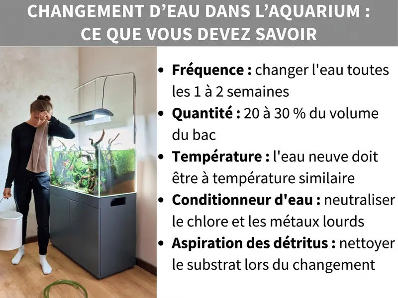 Infographie : le changement d'eau en aquarium en bref. Le visuel présente cinq points : 1. Fréquence : renouveler l'eau toutes les une à deux semaines. 2. Quantité : remplacer 20 à 30 % du volume du bac. 3. Température : l'eau neuve doit être proche de celle du bac. 4. Conditionneur d'eau : neutraliser le chlore et les métaux lourds avant le remplissage. 5. Aspiration des dépôts : nettoyer le sol lors du changement d'eau.