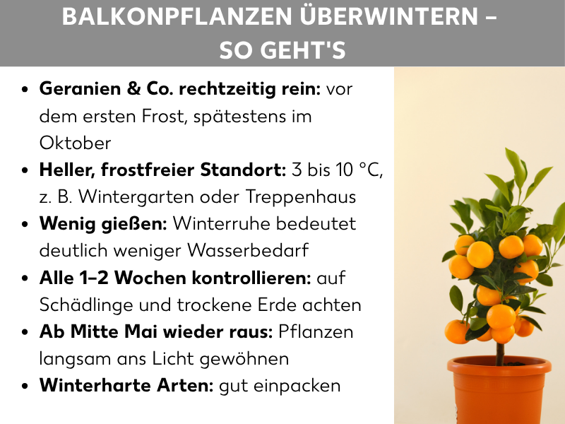 Infografik: Infografik mit dem Titel „Balkonpflanzen überwintern – So geht's" auf grauem Hintergrund. Rechts ist ein kleiner Zitrusbaum mit orangefarbenen Früchten in einem Terrakottatopf abgebildet. Links stehen sechs Tipps als Aufzählung: Erstens, Geranien & Co. rechtzeitig rein – vor dem ersten Frost, spätestens im Oktober. Zweitens, heller, frostfreier Standort – 3 bis 10 °C, z. B. Wintergarten oder Treppenhaus. Drittens, wenig gießen – Winterruhe bedeutet deutlich weniger Wasserbedarf. Viertens, alle 1–2 Wochen kontrollieren – auf Schädlinge und trockene Erde achten. Fünftens, ab Mitte Mai wieder raus – Pflanzen langsam ans Licht gewöhnen. Sechstens, winterharte Arten – gut einpacken.