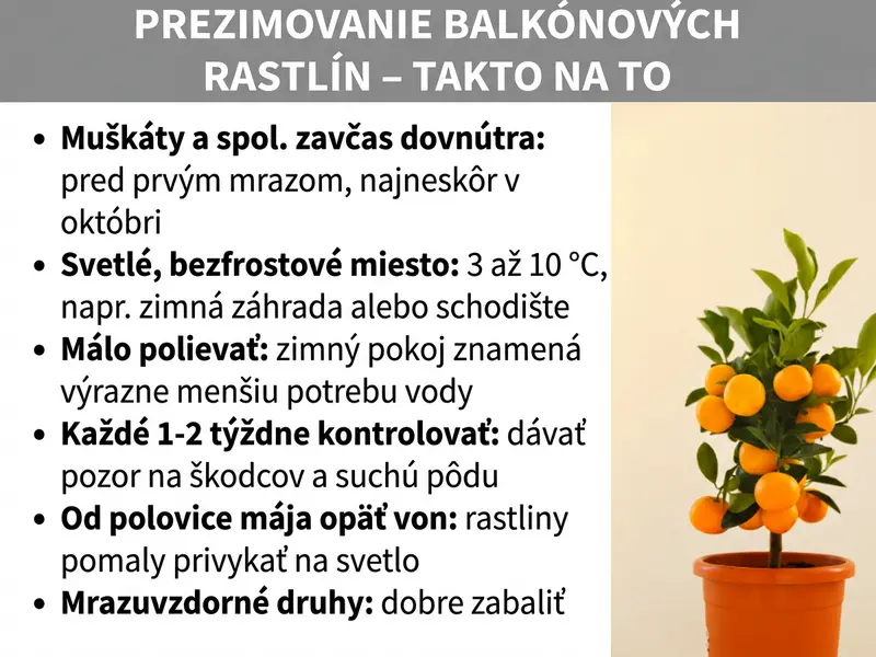 Infografika: Infografika s názvom „Prezimovanie balkónových rastlín – Ako na to" na sivom pozadí. Vpravo je malý citrusový stromček s oranžovými plodmi v terakotovom kvetináči. Vľavo je šesť tipov vo forme zoznamu: Po prvé, muškáty a spol. včas dnu – pred prvým mrazom, najneskôr v októbri. Po druhé, svetlé, bezmrazové miesto – 3 až 10 °C, napríklad zimná záhrada alebo schodisko. Po tretie, polievať menej – zimný pokoj znamená výrazne nižšiu spotrebu vody. Po štvrté, každý týždeň až dva kontrolovať – sledovať škodcov a suchú zeminu. Po piate, od polovice mája opäť von – rastliny postupne privykať na svetlo. Po šieste, mrazuvzdorné druhy – dobre zabaliť.
